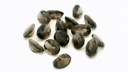 Smoky Quartz 5x3mm Oval 