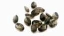 Smoky Quartz 6x4mm Oval 