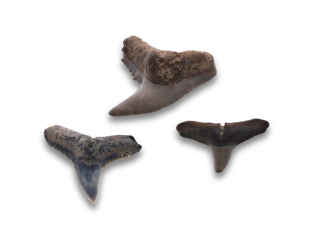 Small Fossilised Shark Teeth