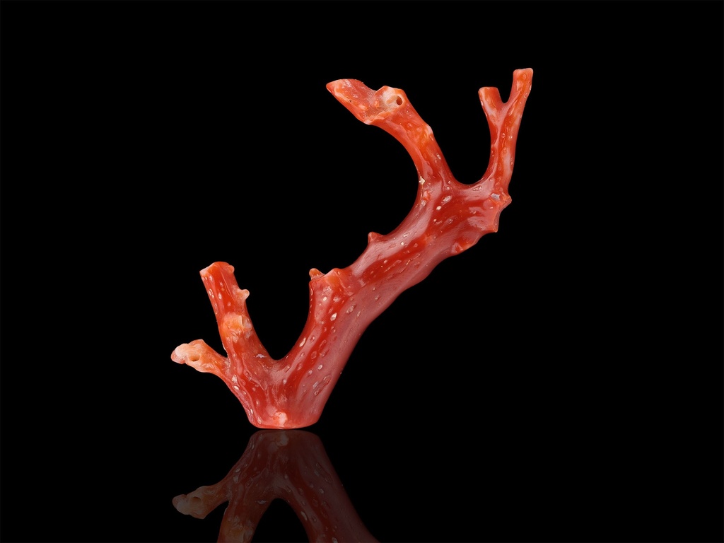 [CORAX3007] Aka Japanese Coral 64mm Branch